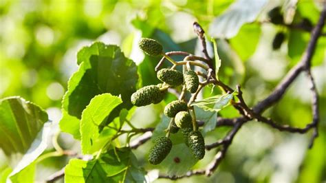 aldeer|alder characteristics.